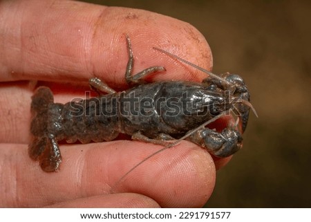 Top view of a Crayfish or Crawdad found in a creek. Raleigh, North Carolina.
