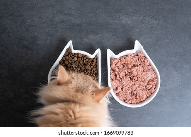 Top View Of A Cream Colored Maine Coon Cat Eating Dry And Wet Pet Food From Feeding Dish With Copy Space