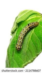 Top view of the Crinum Caterpillar, Spodoptera picta, with pale grey body, central dorsal yellow line and dark marks on the mesothorax.