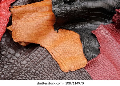 Top View Of Crocodile, Alligator Belly Skin Texture In Multi Colour Background.Reptile Genuine Luxury  Leather.Handmade Hi-end Product And Business Concept.