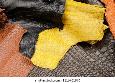 Top View Of Crocodile, Alligator Belly Skin Texture In Multi Colour Background.Reptile Genuine Luxury  Leather.Handmade Hi-end Product And Business Concept.