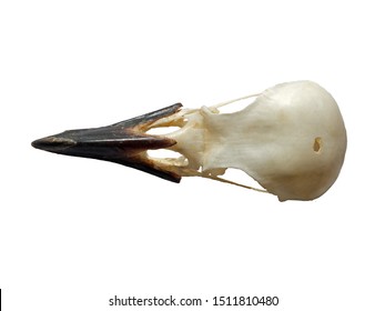 top view of a crow skull on a white background