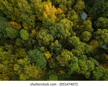 Top View Of The Crowns Of Trees In The Autumn Forest. Quadrotor Filming.