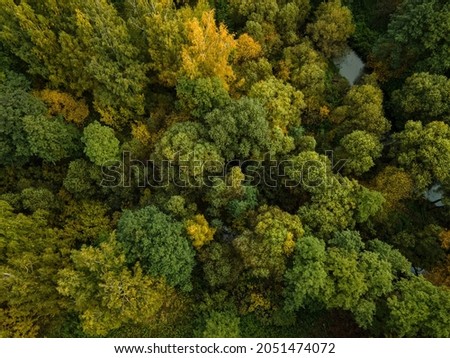 Top view of the crowns of trees in the autumn forest. Quadrotor filming.