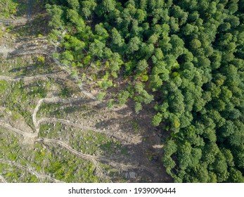 Top view of cut down forest 