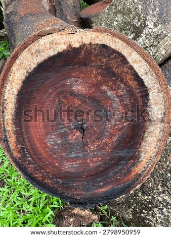 Top view of a cut timber log showing dark heartwood and concentric annual growth rings.