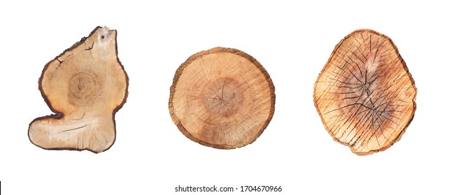 Top View Of Cut Tree Trunks Isolated On White Background