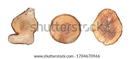 Top view of cut tree trunks isolated on white background