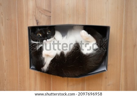 top view of cute black and white cat resting in small shoe cardboard box on the floor looking up at camera