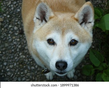 柴犬 赤ちゃん の写真素材 画像 写真 Shutterstock