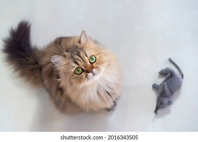 Top view of cute happy british longhair chinchilla persian kitten cat standing next mouse doll and looking up at camera owner and asking for pet food prize in the morning with copy space.