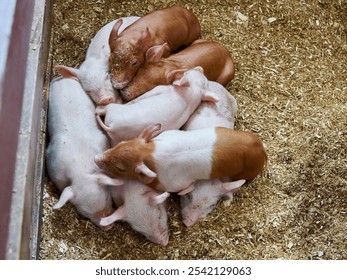 The top view of cute piglets sleeping on top of each other on the woodchips - Powered by Shutterstock