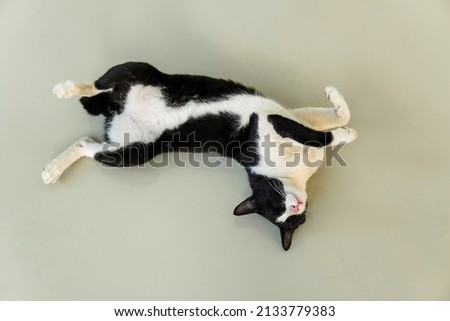 top view cute sleeping cat, cat sleeping on floor, black and white domestic cat.