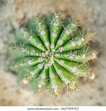 Top view of cylindrical cactus growing at Cactus Garden. Cacti, dessert plant in many type and shape with it needle as leaf. 