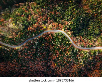 Top View Of Dark Autumnforest Landscape Wallpaper Art. Aerial Nature Scene Of Pine Trees And Road Banner Design. Countryside Path Trough Coniferous Wood Form Above. Adventure Travel Background