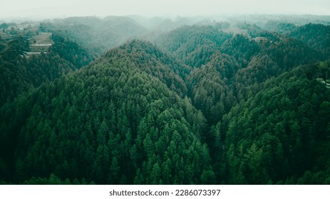 Top view of dark green forest landscape in winter. Aerial nature scene of pine trees. Countryside path trough coniferous wood form above. Adventure travel concept background. - Powered by Shutterstock