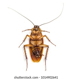 Top view of a dead cockroach isolated on white background.