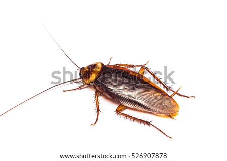 Top view a dead cockroach on white background