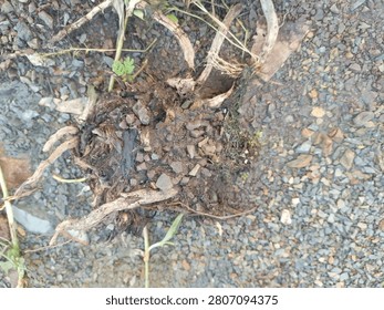 Top view of decaying tree roots and organic matter with gravel texture