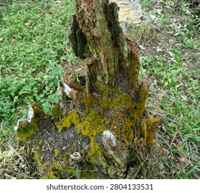 Top view of decaying tree stump overground with green moss and fungi in the forest