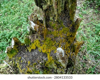 Top view of decaying tree stump overground with green moss and fungi in the forest