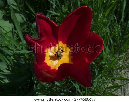 Top view of a deep red tulip with a bright yellow star-shaped center blooming in the grass.