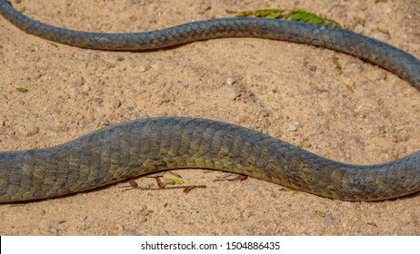 Top View Of Dendroaspis Polylepis, Black Mamba Skin On The Ground