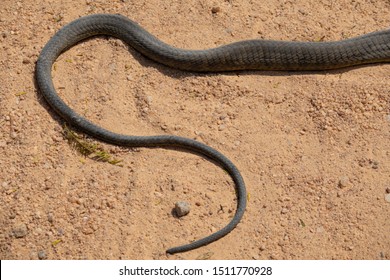 Top View Of Dendroaspis Polylepis Tail, Black Mamba Skin On The Ground