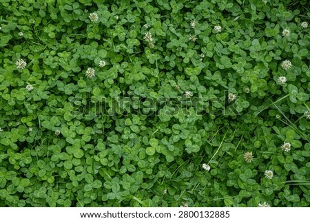 Top view of a dense patch of blooming white clover. Natural green summer background with wild flowers.