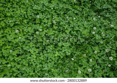 Top view of a dense patch of blooming white clover. Natural green summer background with wild flowers.