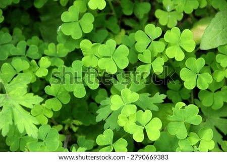 Top view of a dense patch of vibrant green wood sorrel (oxalis) leaves, creating a lush natural pattern background.
