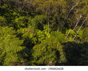 Top View Of Dense Tropical Forest. Green Fern Trees, Palms. Landscape Without People. Australian Tropical Woods. Tropical Rainforest Vegetetion. Palm Trees, Lianas And Creepers. 