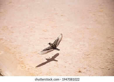 Top View Of A Desert Bird Flying