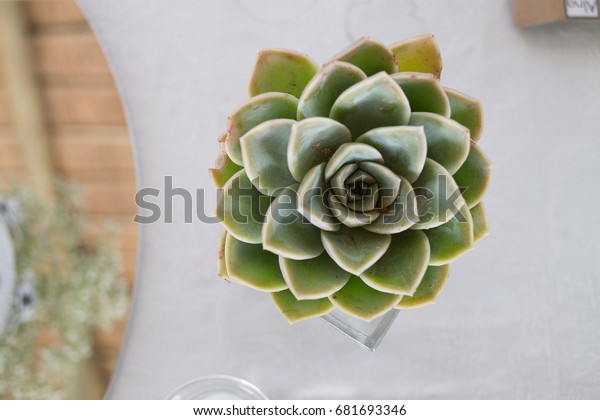 Top View Desert Rose Succulents Table Stock Photo Edit Now 681693346