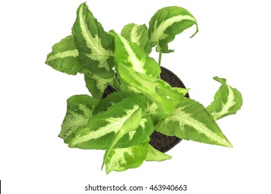 Top View Of Desk Decoration Plant Name Albo Virens Or Syngonium Podophyllum In Small Pot Isolated Over White