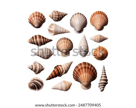 Top view of different seashells isolated on white background