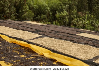 Top View Of Different Stages Of Drying Coffee Beans Outdoors On A Farm In Africa Region