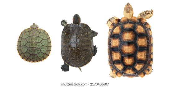 1,537 Tortoise Top View Images, Stock Photos & Vectors | Shutterstock