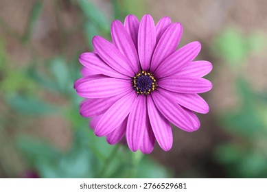 Top view of Dimorphotheca ecklonis (Cape marguerite) flower
