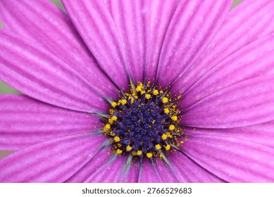 Top view of Dimorphotheca ecklonis (Cape marguerite) flower