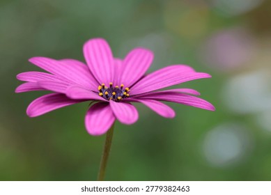 Top view of Dimorphotheca ecklonis (Cape marguerite) flower	
