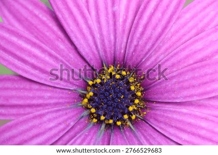 Top view of Dimorphotheca ecklonis (Cape marguerite) flower