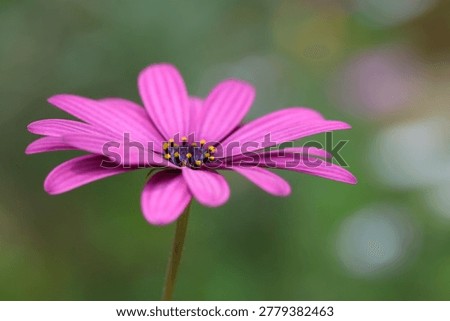 Top view of Dimorphotheca ecklonis (Cape marguerite) flower	
