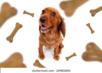 Top View Of Dog Food Treats Falling, Dropping Down, Cocker Looking, Isolated On White Background.