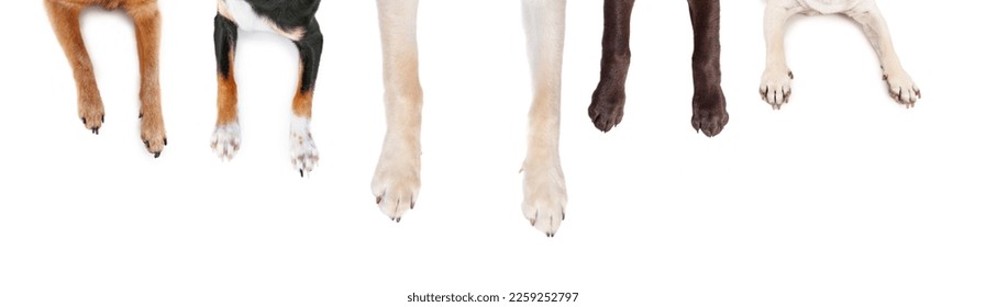 top view of dog legs sprawled out on an isolated white background - Shutterstock ID 2259252797