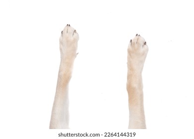 top view of dog legs sprawled out on an isolated white background - Shutterstock ID 2264144319