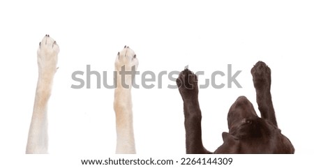 top view of dog legs sprawled out on an isolated white background