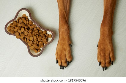 Top view of dog paws and food bowl with kibble. - Shutterstock ID 1917548096