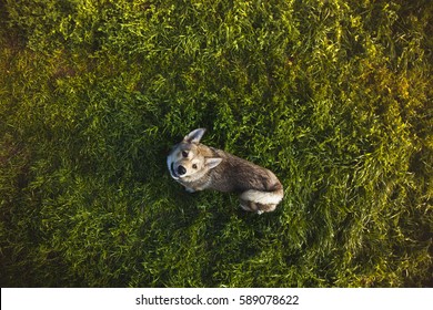 Top View Of The Dog Standing On The Grass