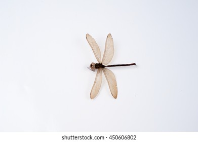 Top View Dragon Fly